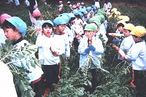 daikon6 photo