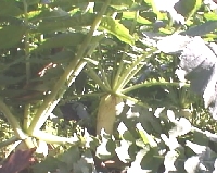 photo daikon
