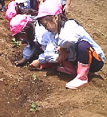 photo jyagaimo uetsuke no.5