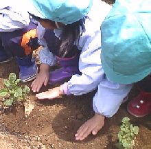 photo jyagaimo uetsuke no.6