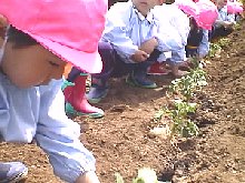 photo jyagaimo uetsuke no.4