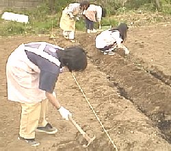 photo jyagaimo uetsuke no.1