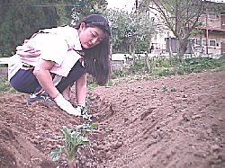 photo jyagaimo uetsuke no.4