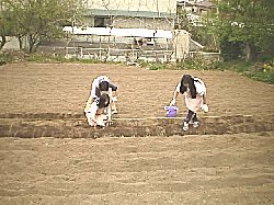 photo jyagaimo uetsuke no.3