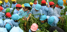 大根収穫